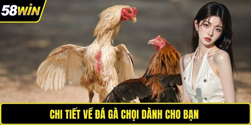 Chi tiết về đá gà chọi dành cho bạn 