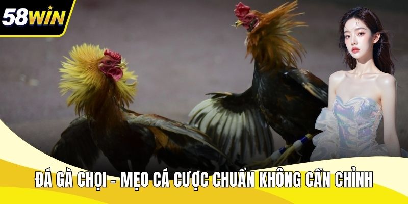 Đá Gà Chọi