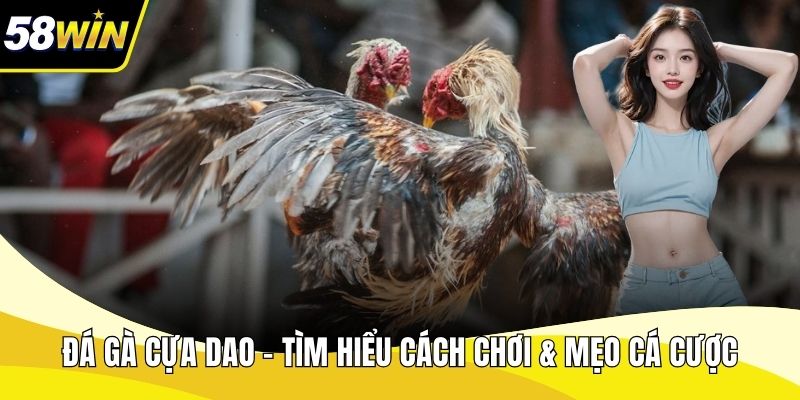 Đá gà cựa dao