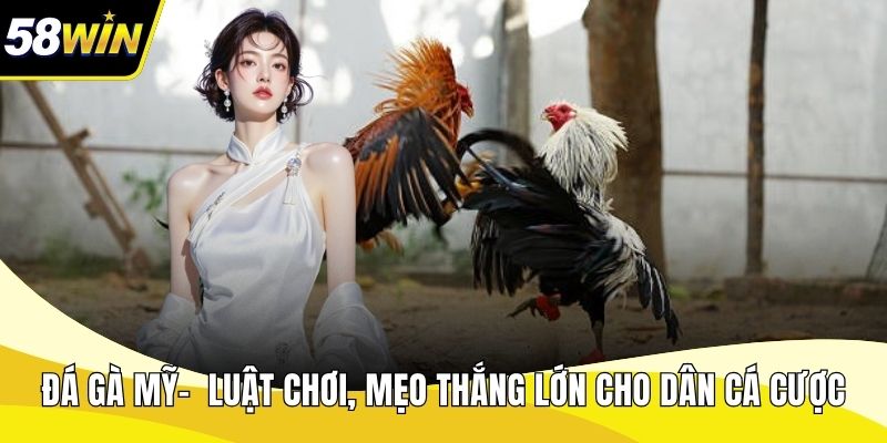 Đá gà Mỹ