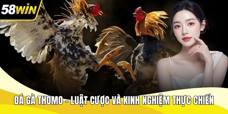 Đá Gà Thomo
