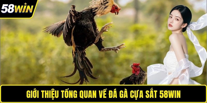 Giới thiệu tổng quan về đá gà cựa sắt 58WIN