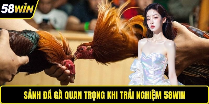 Sảnh đá gà quan trọng khi trải nghiệm 58WIN