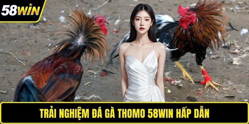 Trải nghiệm đá gà thomo 58WIN hấp dẫn 