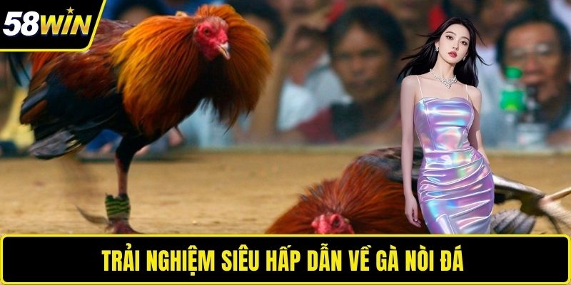 Trải nghiệm siêu hấp dẫn về gà nòi đá 